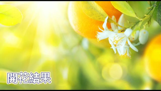 冥想-開花結果L5_掬月老師 影片